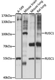 RUSC1 Rabbit pAb
