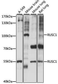 RUSC1 Rabbit pAb