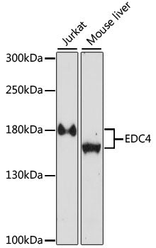EDC4 Rabbit pAb