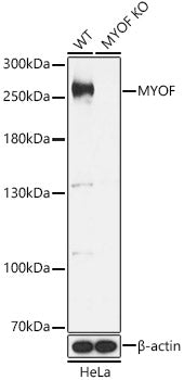 [KO Validated] MYOF Rabbit pAb