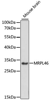 MRPL46 Rabbit pAb