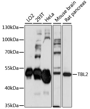 TBL2 Rabbit pAb