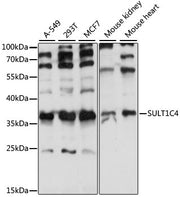 SULT1C4 Rabbit pAb