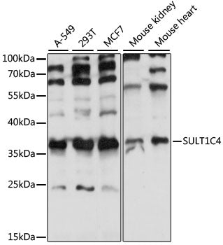SULT1C4 Rabbit pAb