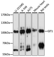 [KO Validated] GIT1 Rabbit pAb