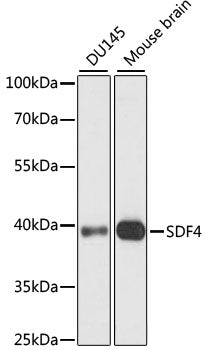 SDF4 Rabbit pAb