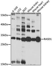 RASD1 Rabbit pAb