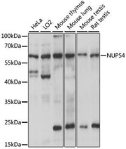NUP54 Rabbit pAb