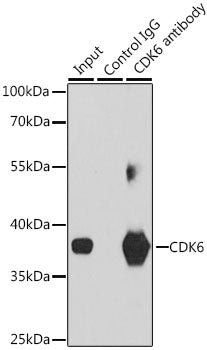 CDK6 Rabbit pAb