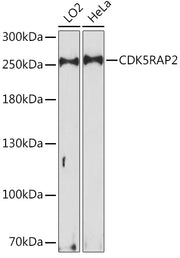 CDK5RAP2 Rabbit pAb