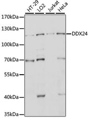 DDX24 Rabbit pAb