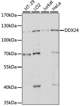 DDX24 Rabbit pAb