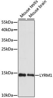 LYRM1 Rabbit pAb