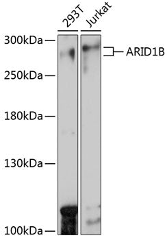 ARID1B Rabbit pAb