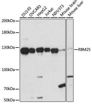 RBM25 Rabbit pAb