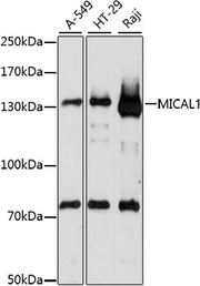 MICAL1 Rabbit pAb