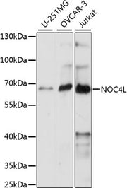 NOC4L Rabbit pAb