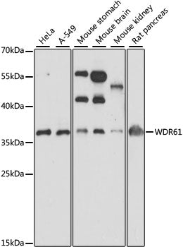 WDR61 Rabbit pAb
