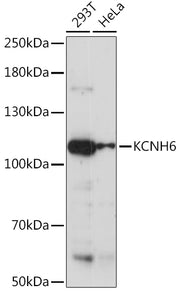 KCNH6 Rabbit pAb