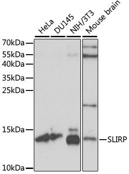 SLIRP Rabbit pAb