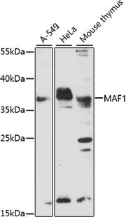 MAF1 Rabbit pAb