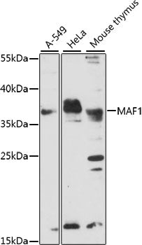 MAF1 Rabbit pAb