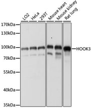 HOOK3 Rabbit pAb