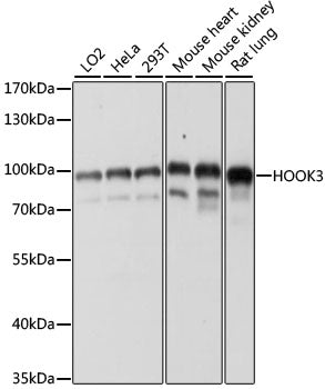 HOOK3 Rabbit pAb