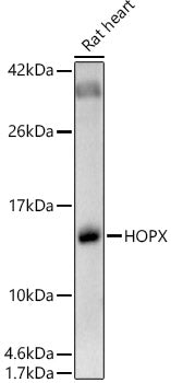 HOPX Rabbit pAb