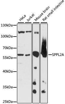 SPPL2A Rabbit pAb