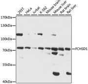 FCHSD1 Rabbit pAb