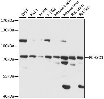 FCHSD1 Rabbit pAb