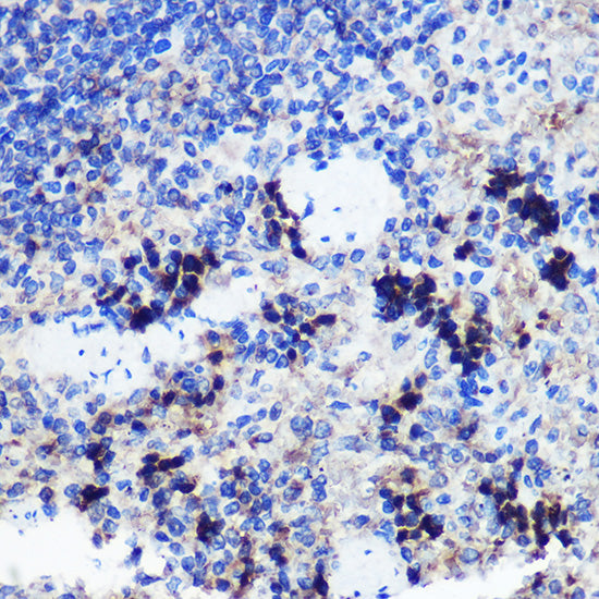 FCHSD1 Rabbit pAb