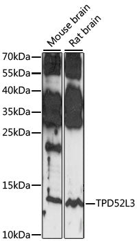 TPD52L3 Rabbit pAb