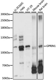 GPRIN1 Rabbit pAb
