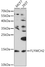FLYWCH2 Rabbit pAb