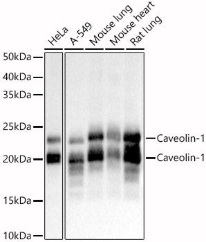 Caveolin-1  Rabbit pAb