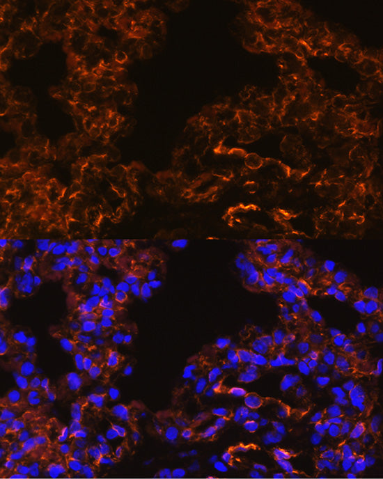 Caveolin-1  Rabbit pAb