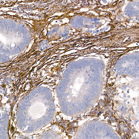 Caveolin-1  Rabbit pAb