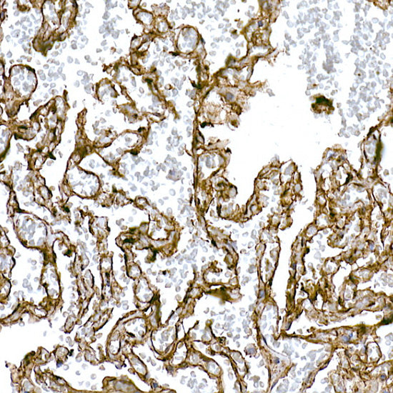 Caveolin-1  Rabbit pAb