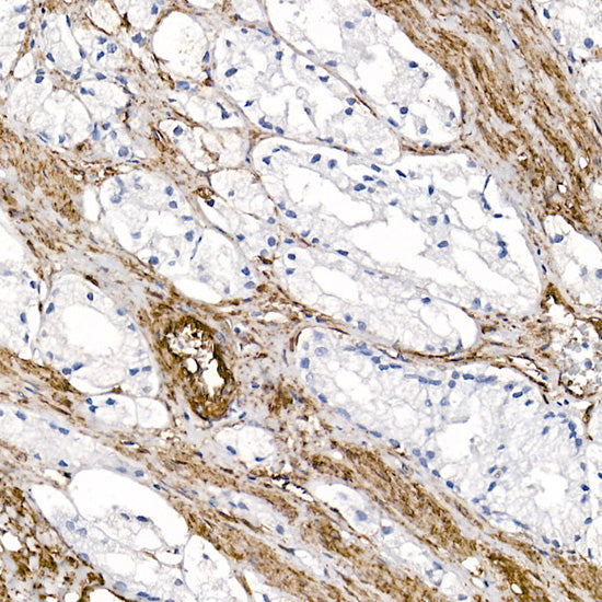 Caveolin-1  Rabbit pAb