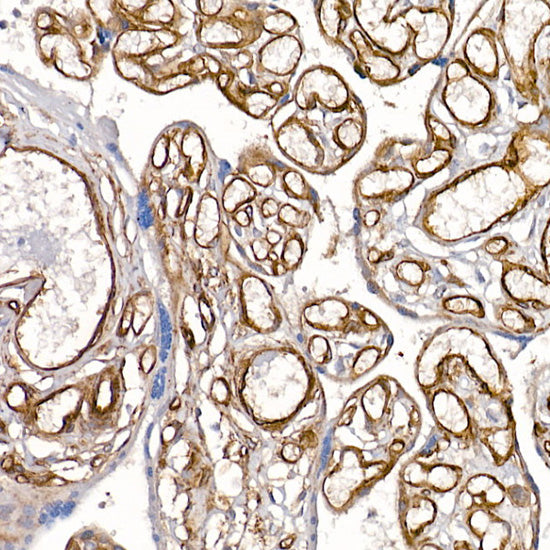 Caveolin-1  Rabbit pAb