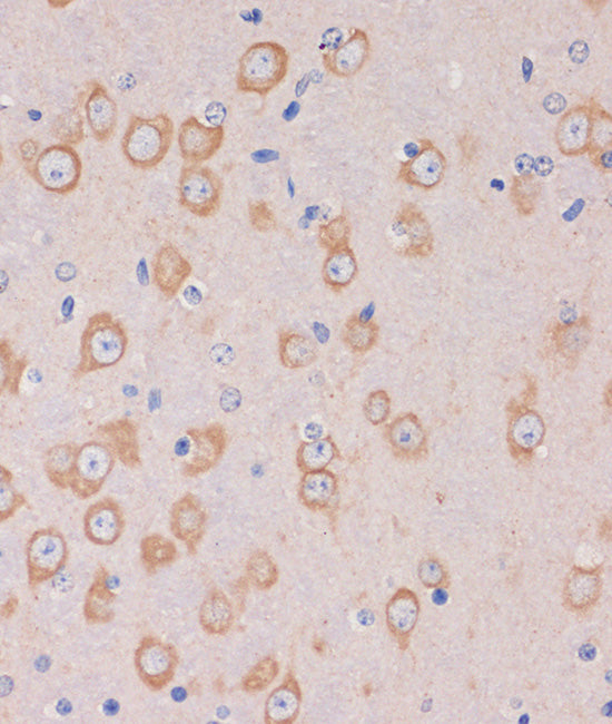 TRAPPC6B Rabbit pAb
