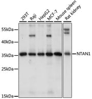 NTAN1 Rabbit pAb