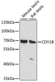 CDY1B Rabbit pAb