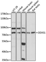 DDX51 Rabbit pAb