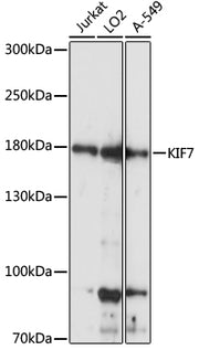 KIF7 Rabbit pAb