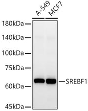 SREBF1 Rabbit pAb