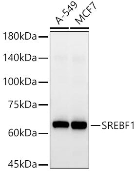 SREBF1 Rabbit pAb