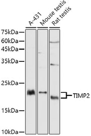 TIMP2 Rabbit pAb
